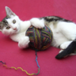 healthycat