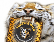 foreverwild tiger