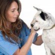 vetdogonlyclinic