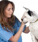 vetdogonlyclinic