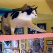 Catshouse