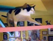 Catshouse