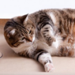 fatcat