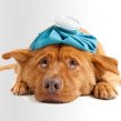 sickdoggy