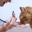 catvets