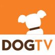 dogtv