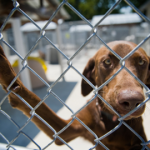 Pet World Insider – Breed rescue Groups:…