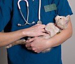 Pet World Insider TV & Radio –…