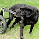 Pet World Insider – Active Lives of…