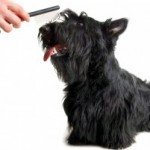 Pet World Insider TV & Radio –…