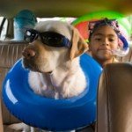 Pet World Insider – 10 Dog Trip…