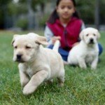 Pet World Insider – Does your dog…