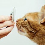 Pet World Insider – Cat Ownership Keeps…