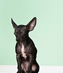 Pet World Insider – When Good Dogs…