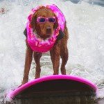 Pet World Insider Radio – Surf Dog…