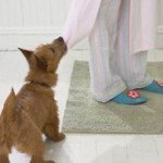 Pet World Insider – The Health Clues…