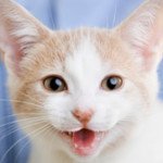 Pet World Insider – Brush up on…