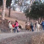 Pet World Insider Presents – Shangri Llama…