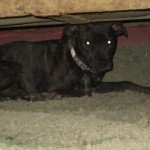 Pet World Insider – Rosie – Missing…