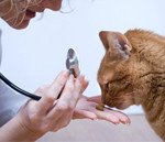 Pet World Insider – Veterinary Trend: Cat-only…