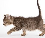 Pet World Insider – Kitten Kindergarten