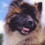 Pet World Insider Radio Segment – Priscilla…