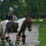 Pet World Insider Update – Roozer Brews…