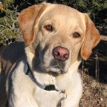 Pet World Insider Article – Kate Kelly’s&hellip;