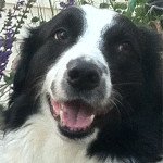 Pet World Insider Radio Segment – Donna…